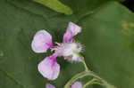 Pineoak jewelflower